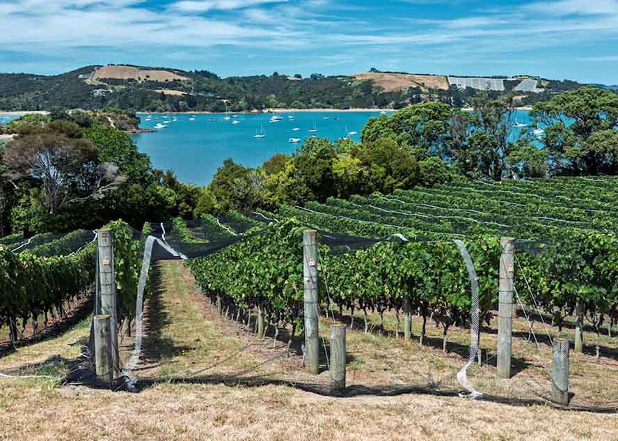 Wine tasting at Waiheke Island